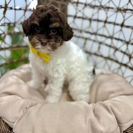 Max - Chocolate male Australian Labradoodle puppy in Calhoun, Louisiana from Arrowhead Australian Labradoodles