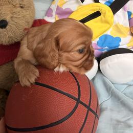Cavalier King Charles Spaniel and Cavapoo Puppies from Unicorn Tears and Cavaliers