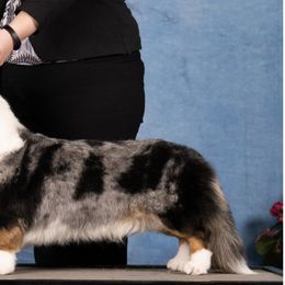 Cardigan Welsh Corgis, Golden Retrievers, and Pugs from Oryan Goldens and Pugs and Cardinal Cardigan Welsh Corgi