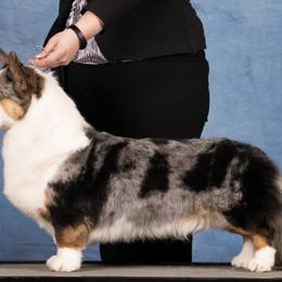 Cardigan Welsh Corgis, Golden Retrievers, and Pugs from Oryan Goldens and Pugs and Cardinal Cardigan Welsh Corgi