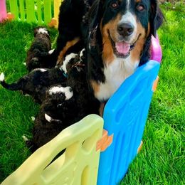 Bernedoodles from Honey B Puppy