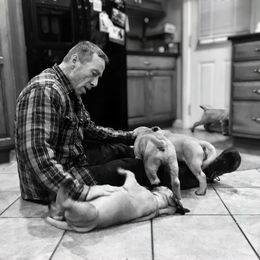 Bullmastiff Puppies from Amulet Bullmastiffs