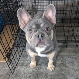 Brucey - French Bulldog