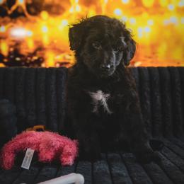 Dasher - Black and white male Aussiedoodle puppy in Lodi, California from KJ Doodles