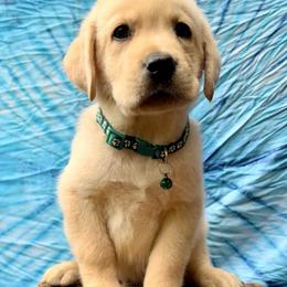 Everest - Yellow male Labrador Retriever puppy in Marietta, South Carolina from Trust in the Lord Labradors