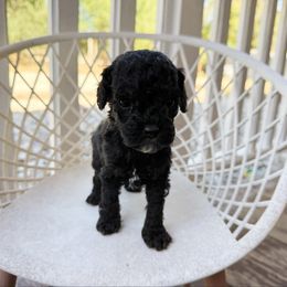 Chance - Tri-color male Australian Labradoodle puppy in Wamego, Kansas from Doodles of Oz
