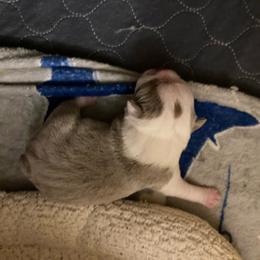 Lenny - Lilac male Boston Terrier puppy in Brick Township, New Jersey from Nettles Nuggets