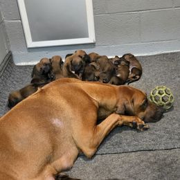 Zuri - Rhodesian Ridgeback