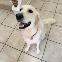 Holley - Golden Retriever