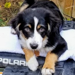 Miniature American Shepherds from Holly Hill Mini Aussies