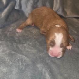 King - Red male Cavapoo puppy in Kingsville, Missouri from Echo Valley Cavapoos