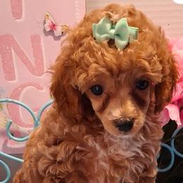 Pekingese, Poodle, and Shih Tzu Puppies from Happy puppies