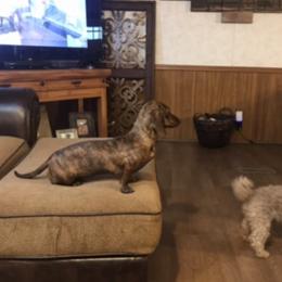 Rhonda - Dachshund
