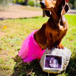 Macie Bean - Dachshund