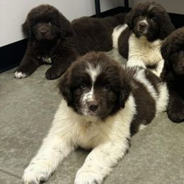 Newfoundlands from Triple C Corgis & Newfoundlands
