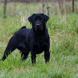 River - Labrador Retriever
