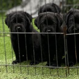 Labrador Retrievers from ShoreLea