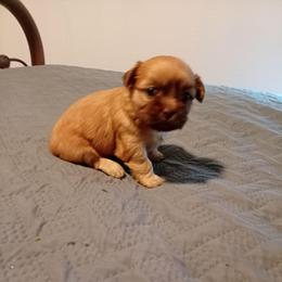Amy 5 - Chocolate female Shih Tzu puppy in Grand Prairie, Texas from R&R Shih-Tzus & Stud Services