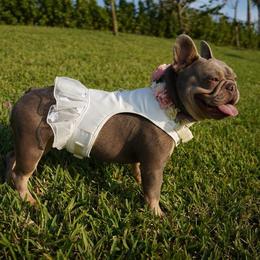 Diamond - French Bulldog