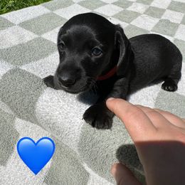Dachshund Puppies from Rock Bottom Farms