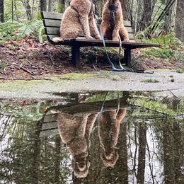 German Shorthaired Pointer and Goldendoodle All Grown Up from Leppards Kennel