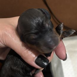 Dachshunds from Wiener world