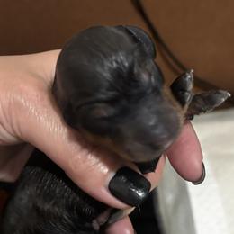Dachshunds from Wiener world