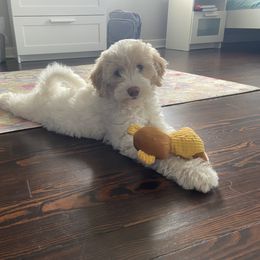 Goldendoodle Puppies from Two Ps in a Pod