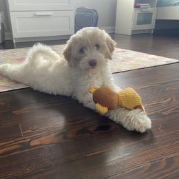 Goldendoodle Puppies from Two Ps in a Pod