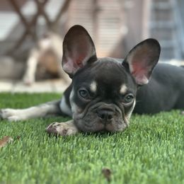 Sammy sweetheart - Tricolors female French Bulldog puppy in Florida from Doxie Rugrats