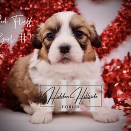 Red FLUFF girl WITH TAIL - Red female Pembroke Welsh Corgi puppy in Locust Grove, Oklahoma from Hidden Hillsides Corgis