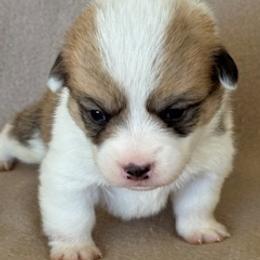 Boy 5 - Fawn male Pembroke Welsh Corgi puppy in Huntington Beach, California from Gingerbread