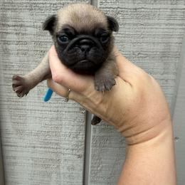 Simon - Fawn male Pug puppy in Ludowici, Georgia from Royal Destiny Kennels