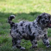 Ashlin-Boy - Black merle Mudi puppy in Omaha, Nebraska from Magik Mudi Kennel
