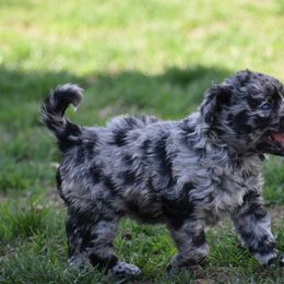 Ashlin-Boy - Black merle Mudi puppy in Omaha, Nebraska from Magik Mudi Kennel