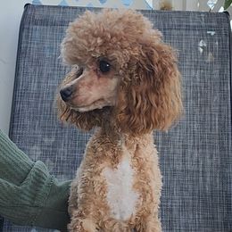 Goober - Poodle