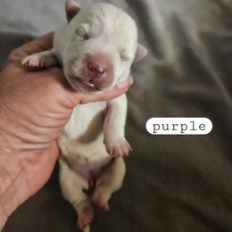 Purple - White female West Highland White Terrier puppy in Mayo, Florida from Carrot Tails LLC