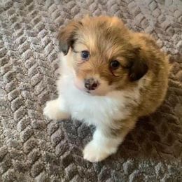 Pembroke Welsh Corgi Puppies from Campbell Ranch Corgis