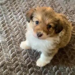 Pembroke Welsh Corgi Puppies from Campbell Ranch Corgis