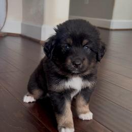Guadalupe - Black tri-color male Australian Shepherd puppy in Beach City, Texas from Salt N Sass Aussies