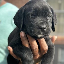 Boy 7 - male Cane Corso puppy in Weimar, Texas from Cane Corso Authority