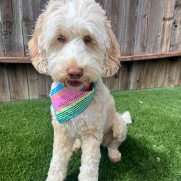 Tinkerbell - Australian Labradoodle