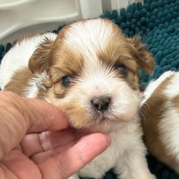 Buck - Sable and white male Shih Tzu puppy in Reddell, Louisiana from TINYSHIHTZUFURU