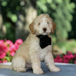 Trained Mini Labradoodle Puppy - Frankie - Caramel male Australian Labradoodle puppy in Milton, North Carolina from Good Day Doodles