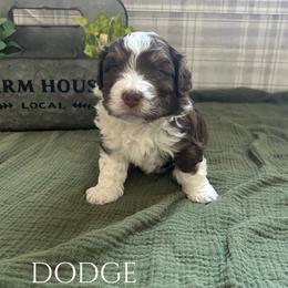 Dodge - Brown and white male Aussiedoodle puppy in Zeeland, Michigan from Dutch’s Doodles