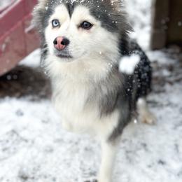 Sakura - Pomsky