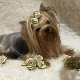 Mak-a-Tone - Yorkshire Terrier
