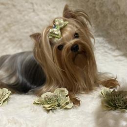 Mak-a-Tone - Yorkshire Terrier