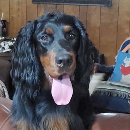 English Setters, Golden Retrievers, and Gordon Setters from Katherine Lirette