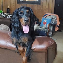 English Setters, Golden Retrievers, and Gordon Setters from Katherine Lirette
